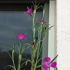 Image result for Kornrade