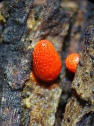 Attēlu rezultāti vaicājumam “Lycogala conicum”