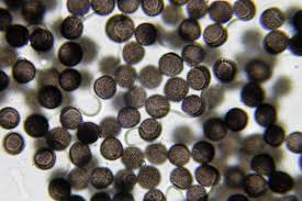 Attēlu rezultāti vaicājumam “Physarum pezizoideum macro”