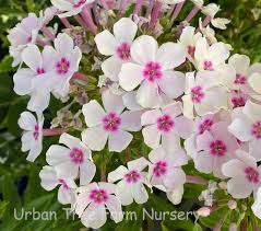 Attēlu rezultāti vaicājumam “Phlox paniculata”
