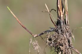 Attēlu rezultāti vaicājumam “Cephaloziella elachista macro”