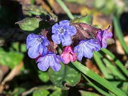 Image result for Pulmonaria officinalis