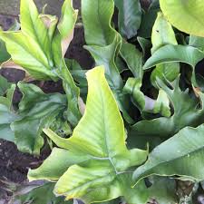 Attēlu rezultāti vaicājumam “Cribraria languescens”