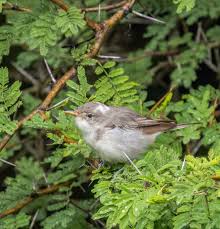 Image result for Hippolais olivetorum