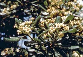 Attēlu rezultāti vaicājumam “Sium latifolium leaf”