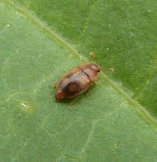 Attēlu rezultāti vaicājumam “Epuraea sp.”