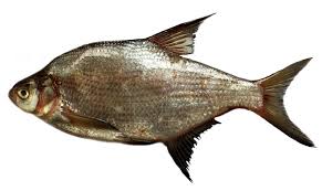 Image result for Abramis brama