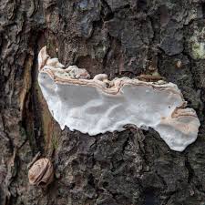 Attēlu rezultāti vaicājumam “Heterobasidion parviporum”