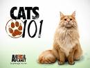 Amazoncom  Cats 101  Season 2 Episode 2 Manx Burmese Siberian