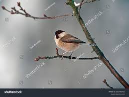 Attēlu rezultāti vaicājumam “Poecile montanus adult”