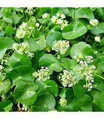 Attēlu rezultāti vaicājumam “Cytisus scoparius leaf”