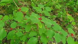 Attēlu rezultāti vaicājumam “Lonicera xylosteum flower”