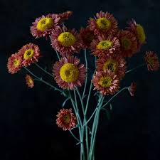 Image result for Chrysanthemum sebatense