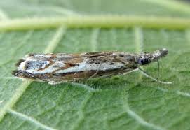 Attēlu rezultāti vaicājumam “Platytes alpinella”