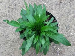 Attēlu rezultāti vaicājumam “Inula britannica bud”