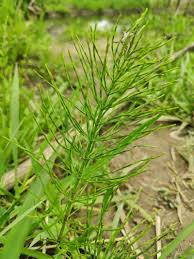 Attēlu rezultāti vaicājumam “Equisetum pratense”