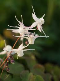 Attēlu rezultāti vaicājumam “Epimedium alpinum  flower”