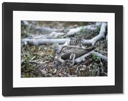 Attēlu rezultāti vaicājumam “Tringa nebularia adult”