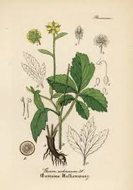 Image result for Geum urbanum