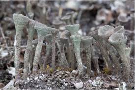 Attēlu rezultāti vaicājumam “Cladonia fimbriata”
