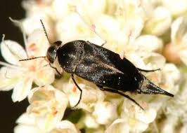 Attēlu rezultāti vaicājumam “Mordella sp.”