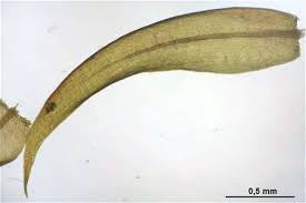 Attēlu rezultāti vaicājumam “Warnstorfia fluitans”