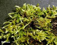 Attēlu rezultāti vaicājumam “Brachythecium campestre”