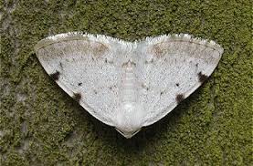 Attēlu rezultāti vaicājumam “Lomographa bimaculata”