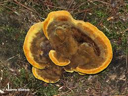 Attēlu rezultāti vaicājumam “Phaeolus schweinitzii”