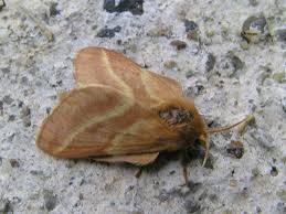 Attēlu rezultāti vaicājumam “Malacosoma castrensis male”