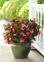Begonias flower