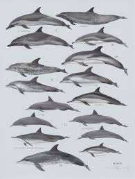 Image result for Stenella coeruleoalba