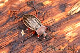 Attēlu rezultāti vaicājumam “Carabus cancellatus”