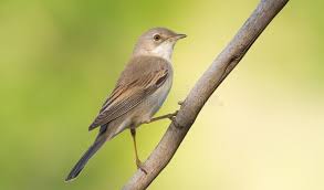 Attēlu rezultāti vaicājumam “Sylvia communis”