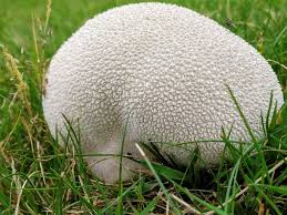 Attēlu rezultāti vaicājumam “Lycoperdon echinatum”
