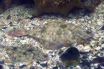 Image result for Pleuronectes platessa