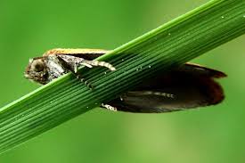 Attēlu rezultāti vaicājumam “Eulia ministrana”