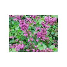 Attēlu rezultāti vaicājumam “Cercis siliquastrum”