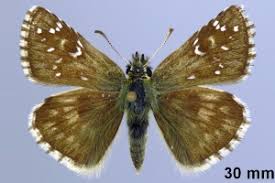 Attēlu rezultāti vaicājumam “Pyrgus alveus”