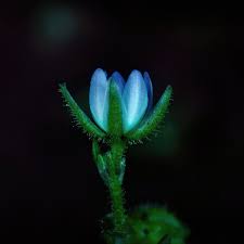 Attēlu rezultāti vaicājumam “Spergularia marina bud”