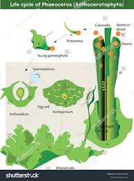 Attēlu rezultāti vaicājumam “Anthocerotopsida”
