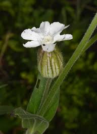 Attēlu rezultāti vaicājumam “Silene latifolia subsp. alba flower”