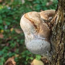 Attēlu rezultāti vaicājumam “Inonotus radiatus”