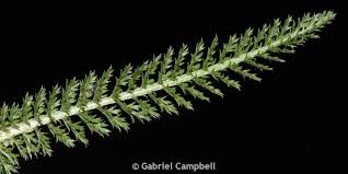 Attēlu rezultāti vaicājumam “Achillea millefolium leaf”