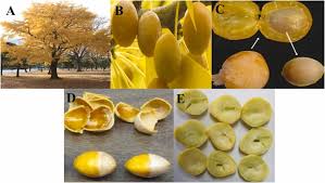 Attēlu rezultāti vaicājumam “Ginkgo biloba fruit”