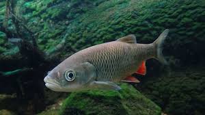 Image result for Squalius cephalus cavedanus