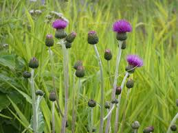 Attēlu rezultāti vaicājumam “Cirsium heterophyllum leaf”