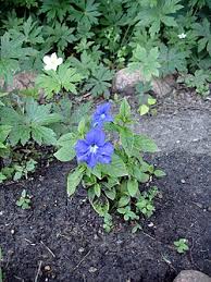 Image result for Browallia speciosa
