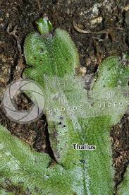 Attēlu rezultāti vaicājumam “Conocephalum”