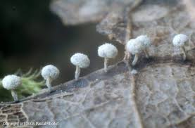 Attēlu rezultāti vaicājumam “Didymium squamulosum spores”